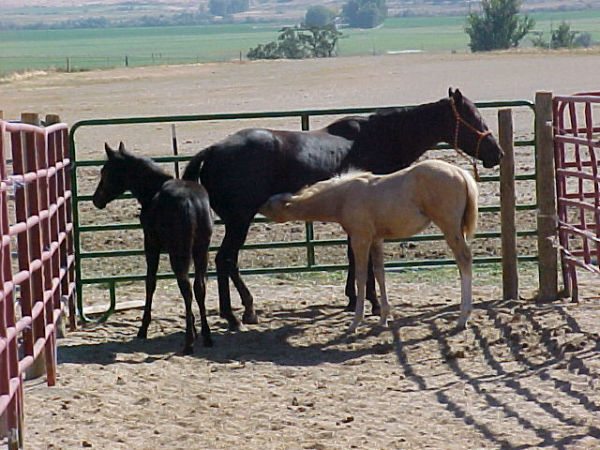 JOSIE-AND-THE-BOYS-MVC-868F JOSIE-AND-THE-BOYS-MVC-868F