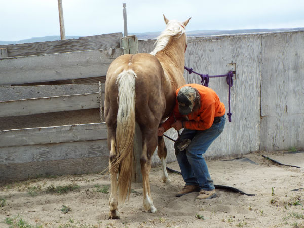 2017 Trigger June 11 15