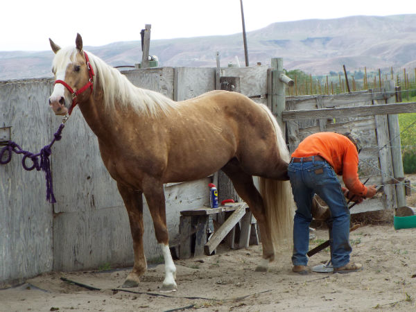 2017 Trigger June 11 24