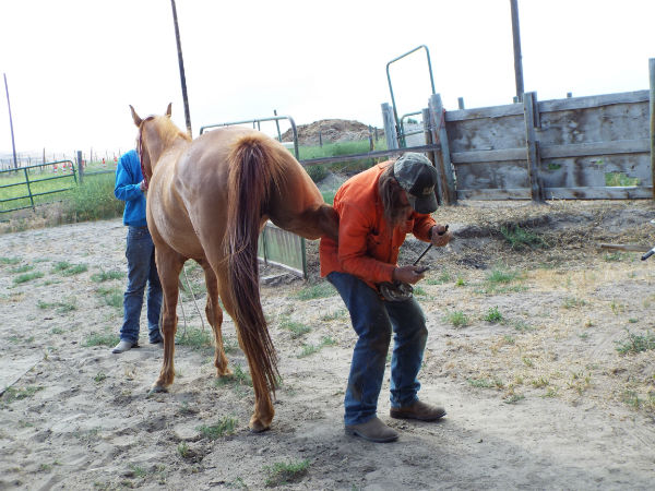 2017-Bear-June-10-7 2017-Bear-June-10-7