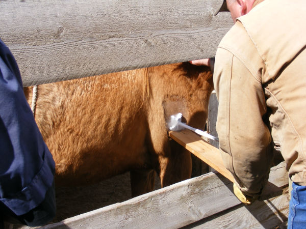 RX-SUNS-QUINCY-BEAR158 RX-SUNS-QUINCY-BEAR158