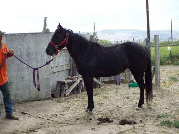 2017-Droupn-June-10-1 2017-Droupn-June-10-1