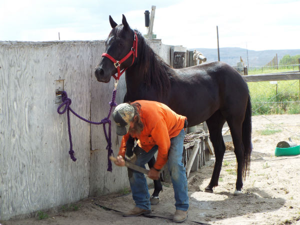 2017-Droupn-June-10-8 2017-Droupn-June-10-8