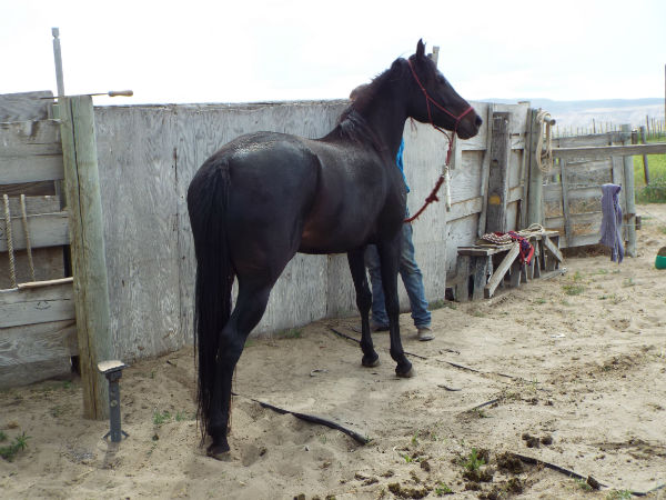 2017-Dynomite-June-10-8 2017-Dynomite-June-10-8