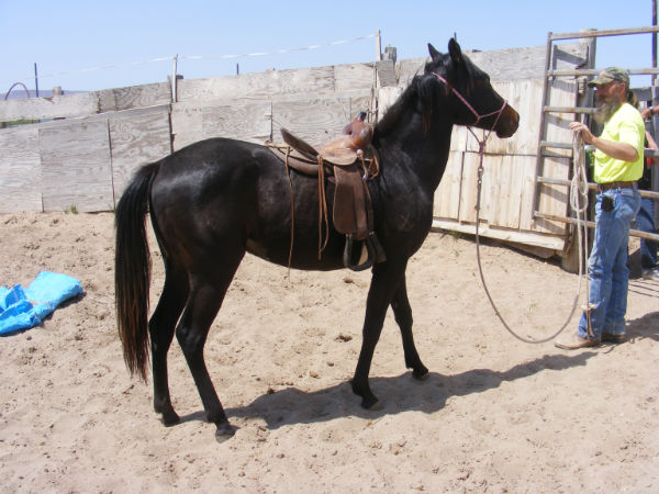 dynomite-2012-2 dynomite-2012-2