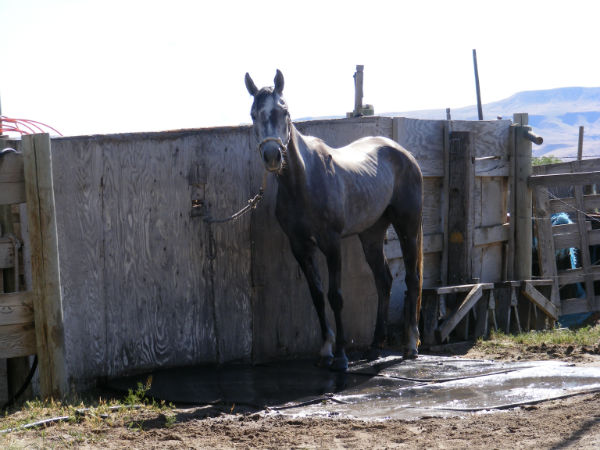 2015-may-lil-dew-1 2015-may-lil-dew-1