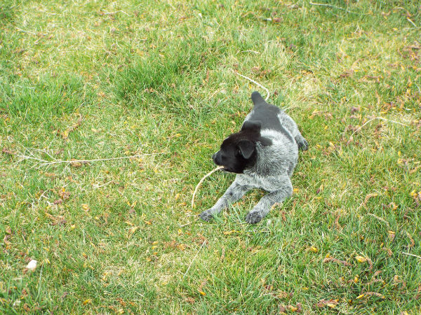 2018-april-5-skidder--9