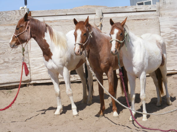 left---chip-hobo-zee left---chip-hobo-zee